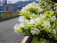 台北道南河滨流苏花开！浪漫绽放宛如下“四月雪”