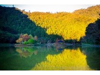 想去要快！东台湾5处落羽松美景　随手拍都像欧洲风景画