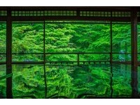京都“琉璃光院”春天限定　看青色红叶将整座古刹染绿