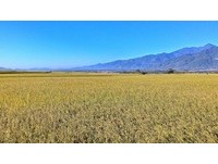 隐身在花东纵谷间的“雷公火”　看见最美稻田景观