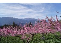 求桃花最后机会？福寿山农场“桃花”全面盛开