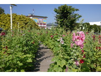 霸气“一丈红”展现宫廷风！台北花博公园也有蜀葵花