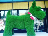 台中巨大“苏格兰梗犬”出没　傲娇萌样超吸睛