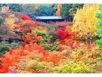美到失心枫！　流转京都琵琶湖枫情