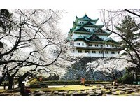满开的樱花好浪漫！日本百大名城“名古屋城”