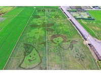 彰化花坛4色“彩绘稻田”来了　空拍可见Q版萤火虫