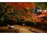 本周就上山追枫！福寿山农场渐层叶片现在正美