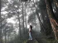 出门玩不用出汗大脱妆　台湾5个精选仙境森林凉爽玩！