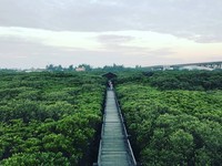 钻进绿色隧道森呼吸　循龙猫脚步的“新丰红树林秘境”