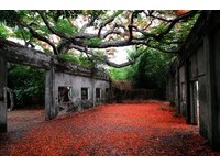 抓住青春的尾巴　走入凤凰花秘境写下学生生涯最终章　