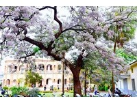 淡紫色云朵妆点古树　台南知事官邸百年苦楝花现在正美