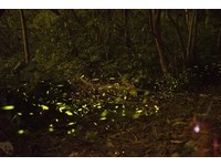 看海芋还能赏萤光　阳明山萤火虫免费导览30日登场
