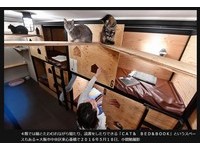 大阪新开幕“猫+人”胶囊旅馆　可以跟猫咪一起午睡