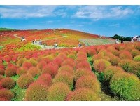 秋天时节最美！日本茨城扫帚草　圆球花海从绿变红