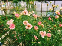 连拇指公主都住不下！“世界最小玫瑰花”在云林花园绽放