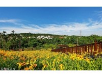 整片斜坡变金黄色！嘉义梅山金针花“爆发中”