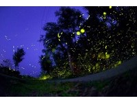 绿岛萤火虫大爆发！2公里长“星光大道”多亏没装路灯