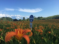 花莲夏天玩什么？加入阿美族丰年祭、赏赤柯山金针花海