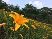 来台中新社看金色山坡！2个月限定的金针花海绽放