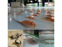 日本福冈争议“死鱼溜冰场”无预警宣布2017年关门