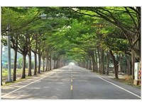 全台3处“绝美绿色隧道”　小叶榄仁树交织的绿色巨棚