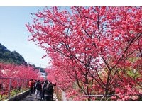 连假朝圣全台最美派出所！泰安樱花季避塞车人潮看这