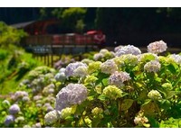 花开得正好！阿里山“洋绣球”盛开　搭小火车赏花去