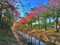 粉色系梦幻景点！云林2公里美人树大道　媲美日剧浪漫场景