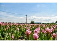 绿油稻田、粉红花海　台中外埔2处“忘忧”疗愈美景