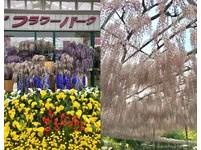 张月丽东京赏花自助行　最爱足利花卉公园紫藤花瀑布