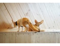 被狐狸、浣熊、哈士奇围绕！泰国超人气特色宠物餐厅