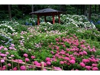 夏季限定！京都宇治“绣球花寺”　在抹茶香中赏梦幻花海