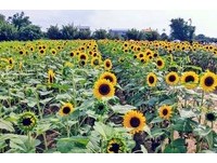摇曳的金黄浪花衬蓝天！迎向日葵花季　桃园农场免费入园