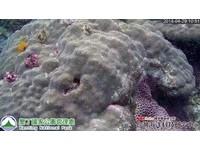 水底即时影像！垦丁珊瑚产卵大喷发　垦管处直播到5/1