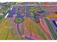 空中俯瞰新社花海　孔雀开屏5色波斯菊海超美
