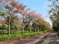 粉色系秘境！云林美人树粉红大道　花瓣下浪漫约会　