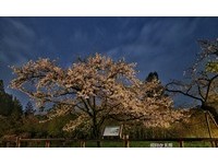 阿里山樱王进入盛开期　空拍夜樱画面超美