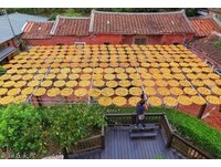 秋季限定景象！大片橙色晒柿园成台湾古朴美景