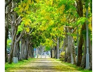 台南首发！初夏的黄金雨“阿勃勒”由绿转黄正迷人