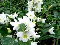 400株“蝴蝶兰”随风飞舞　士林官邸兰花展登场！
