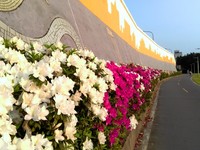 浪漫度爆表！4月春暖花开　北市河滨骑单车游杜鹃花河
