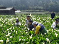 阳明山海芋季正式开跑！乌龙派出所两津勘吉现身海芋田