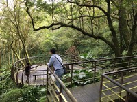 台北森林清幽秘径！竹子湖青枫步道枫正红