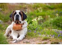 与圣伯纳犬一起在阿尔卑斯奔跑！瑞士必访“圣伯纳之家”