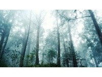 美景限时看！太平山森林游乐区17日重新开园