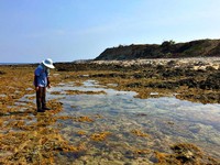 海岸生态快消失！住后壁湖一辈子　她“下海”导览救台湾