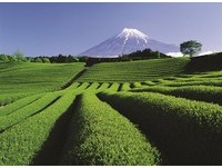 静冈品茗赏富士山　还有小丸子迷、铁道迷朝圣地！