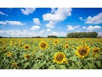 冬日来欣赏最温暖花海！泰国东北向日葵花田正是最美时刻