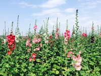 “一丈红”花海霸气登场！彰化田中蜀葵花迷宫盛放中