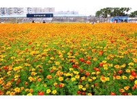 浪漫指数爆表！　台北马场町公园金黄色孔雀草花海